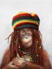 Avatar de Singlop Singlop